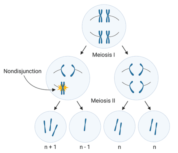 aneuploidy